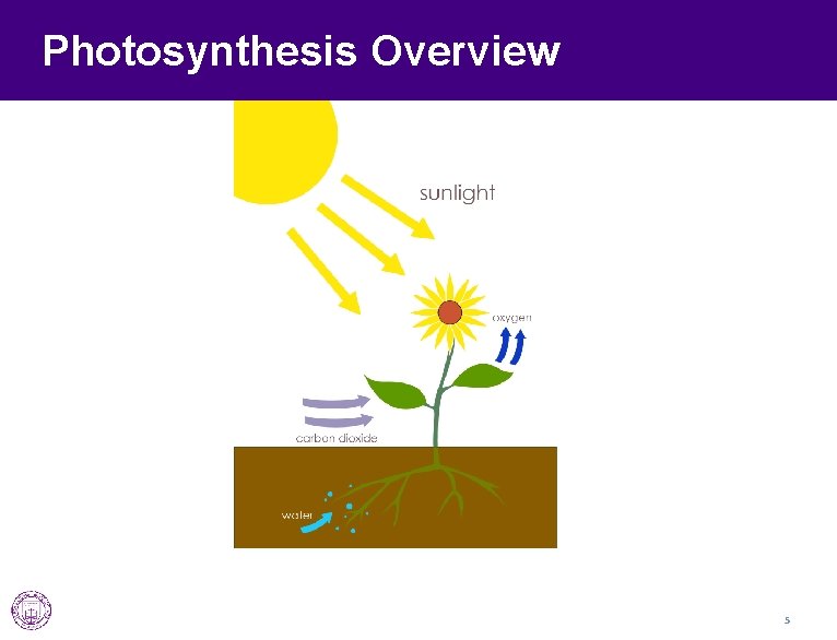 Photosynthesis Overview 5 