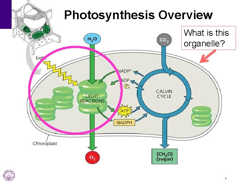 Photosynthesis Overview What is this organelle? 6 