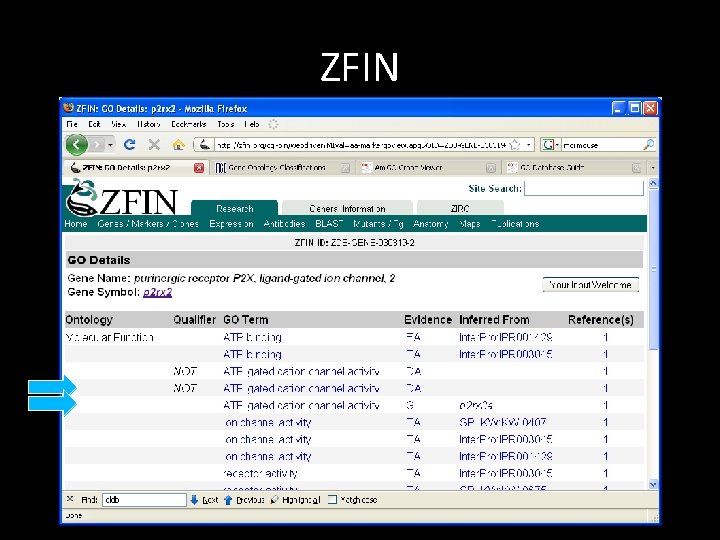 ZFIN 