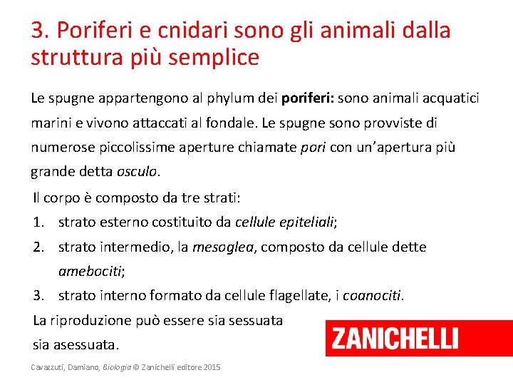 3. Poriferi e cnidari sono gli animali dalla struttura più semplice Le spugne appartengono