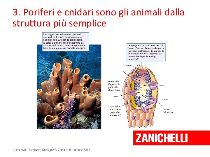 3. Poriferi e cnidari sono gli animali dalla struttura più semplice Cavazzuti, Damiano, Biologia