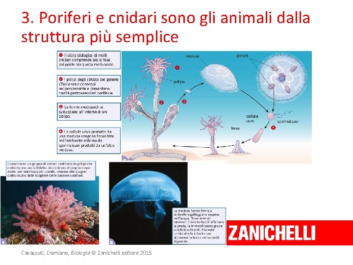 3. Poriferi e cnidari sono gli animali dalla struttura più semplice Cavazzuti, Damiano, Biologia