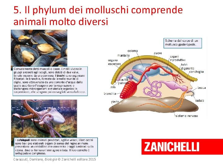 5. Il phylum dei molluschi comprende animali molto diversi Cavazzuti, Damiano, Biologia © Zanichelli