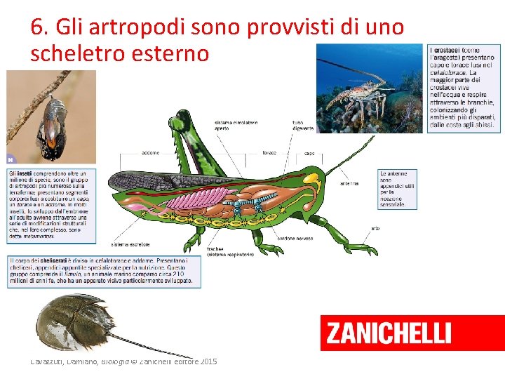 6. Gli artropodi sono provvisti di uno scheletro esterno Cavazzuti, Damiano, Biologia © Zanichelli