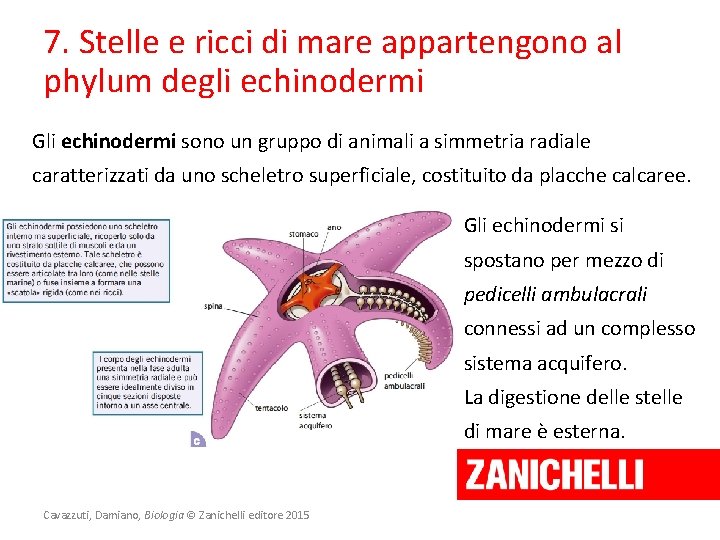 7. Stelle e ricci di mare appartengono al phylum degli echinodermi Gli echinodermi sono