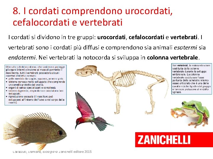 8. I cordati comprendono urocordati, cefalocordati e vertebrati I cordati si dividono in tre