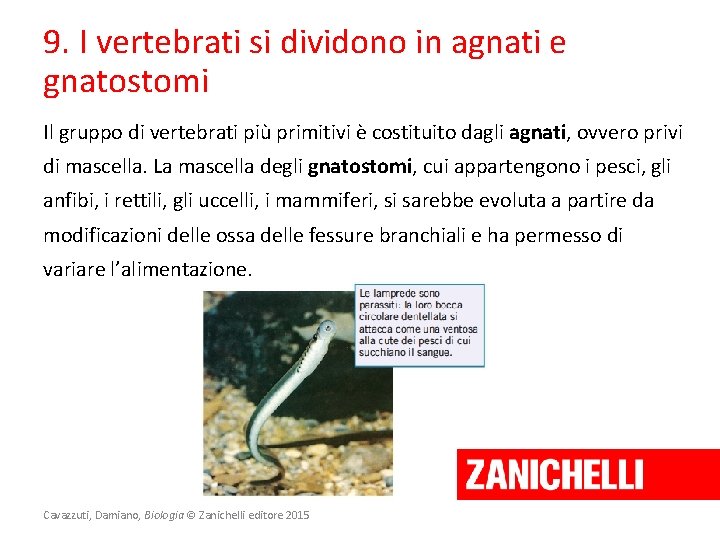 9. I vertebrati si dividono in agnati e gnatostomi Il gruppo di vertebrati più