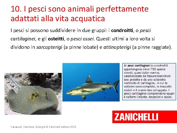 10. I pesci sono animali perfettamente adattati alla vita acquatica I pesci si possono