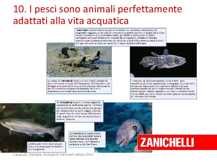 10. I pesci sono animali perfettamente adattati alla vita acquatica Cavazzuti, Damiano, Biologia ©