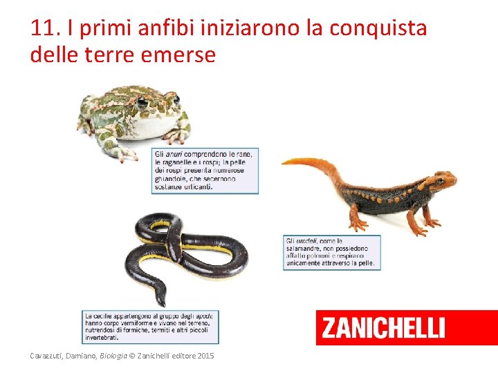 11. I primi anfibi iniziarono la conquista delle terre emerse Cavazzuti, Damiano, Biologia ©