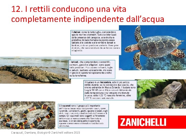 12. I rettili conducono una vita completamente indipendente dall’acqua Cavazzuti, Damiano, Biologia © Zanichelli