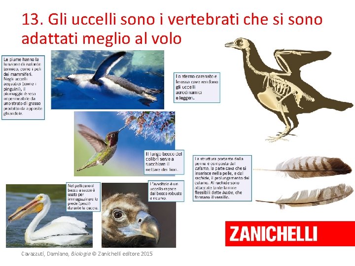 13. Gli uccelli sono i vertebrati che si sono adattati meglio al volo Cavazzuti,