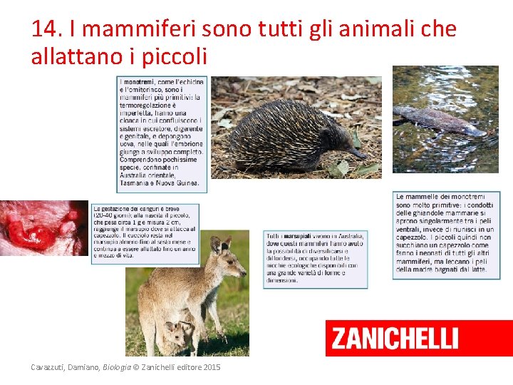 14. I mammiferi sono tutti gli animali che allattano i piccoli Cavazzuti, Damiano, Biologia