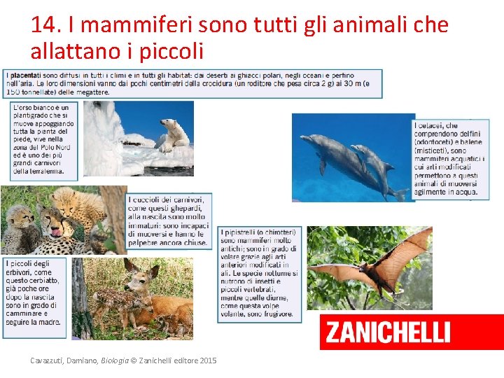 14. I mammiferi sono tutti gli animali che allattano i piccoli Cavazzuti, Damiano, Biologia