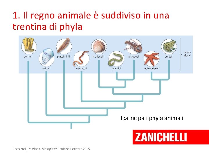 1. Il regno animale è suddiviso in una trentina di phyla I principali phyla