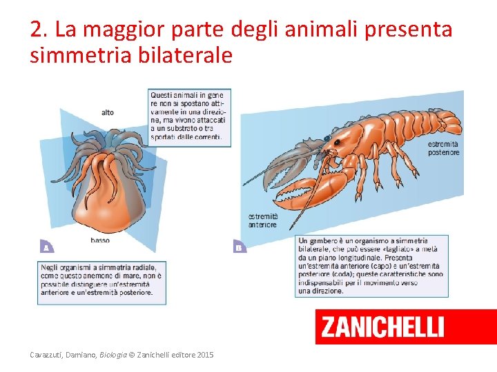 2. La maggior parte degli animali presenta simmetria bilaterale Cavazzuti, Damiano, Biologia © Zanichelli