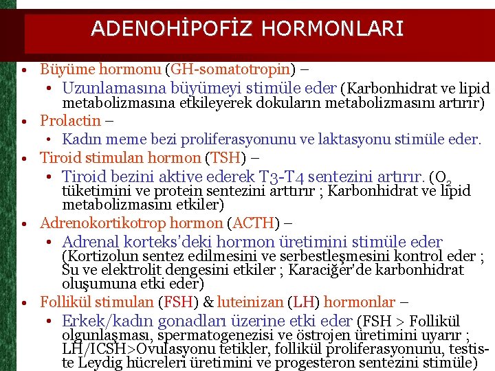 ADENOHİPOFİZ HORMONLARI • Büyüme hormonu (GH-somatotropin) – • Uzunlamasına büyümeyi stimüle eder (Karbonhidrat ve