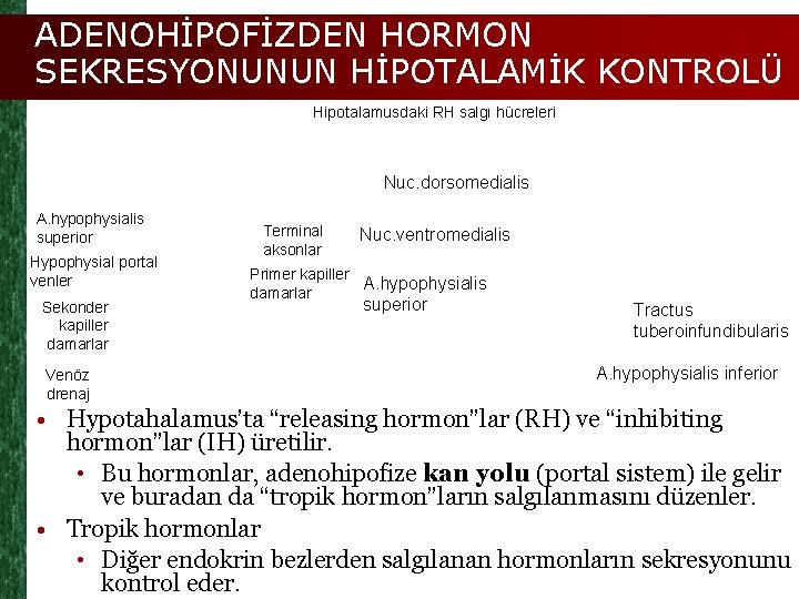 ADENOHİPOFİZDEN HORMON SEKRESYONUNUN HİPOTALAMİK KONTROLÜ Hipotalamusdaki RH salgı hücreleri Nuc. dorsomedialis A. hypophysialis superior