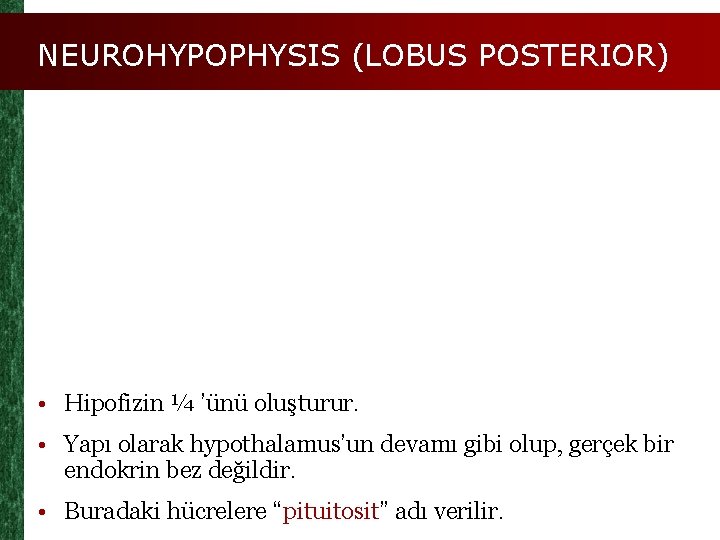 NEUROHYPOPHYSIS (LOBUS POSTERIOR) • Hipofizin ¼ ’ünü oluşturur. • Yapı olarak hypothalamus’un devamı gibi