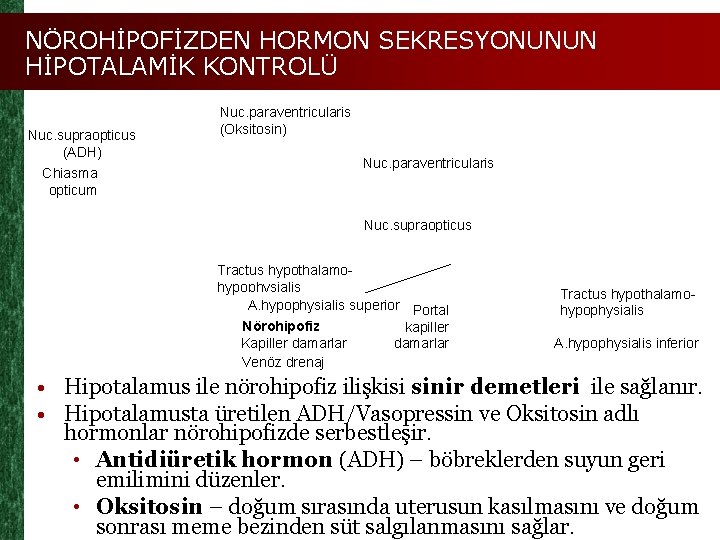 NÖROHİPOFİZDEN HORMON SEKRESYONUNUN HİPOTALAMİK KONTROLÜ Nuc. supraopticus (ADH) Chiasma opticum Nuc. paraventricularis (Oksitosin) Nuc.