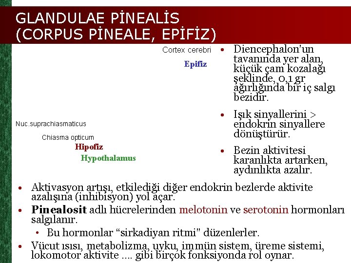 GLANDULAE PİNEALİS (CORPUS PİNEALE, EPİFİZ) Cortex cerebri Epifiz Nuc. suprachiasmaticus Chiasma opticum Hipofiz Hypothalamus