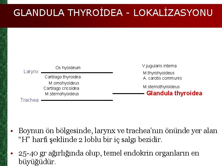 GLANDULA THYROİDEA - LOKALİZASYONU Larynx Os hyoideum Cartilago thyroidea M. omohyoideus Cartilago cricoidea M.