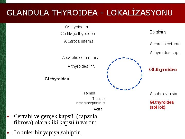 GLANDULA THYROIDEA - LOKALİZASYONU Os hyoideum Cartilago thyroidea A. carotis interna Epiglottis A. carotis