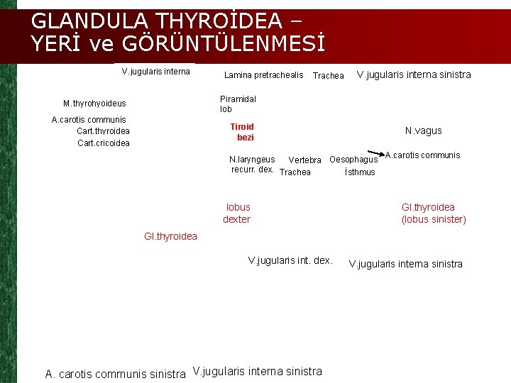 GLANDULA THYROİDEA – YERİ ve GÖRÜNTÜLENMESİ V. jugularis interna Lamina pretrachealis Trachea V. jugularis