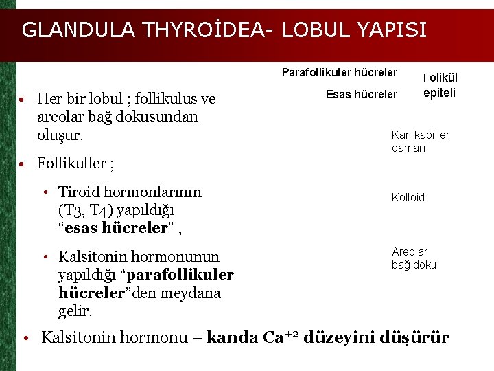GLANDULA THYROİDEA- LOBUL YAPISI • Her bir lobul ; follikulus ve areolar bağ dokusundan