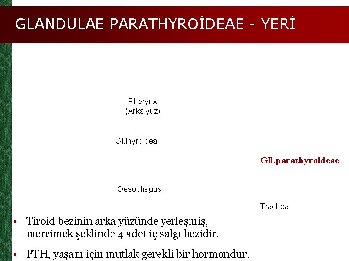 GLANDULAE PARATHYROİDEAE - YERİ Pharynx (Arka yüz) Gl. thyroidea Gll. parathyroideae Oesophagus Trachea •