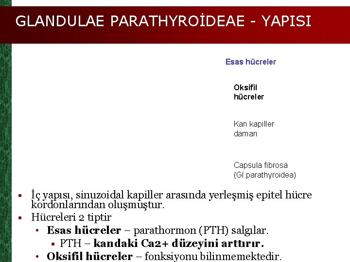 GLANDULAE PARATHYROİDEAE - YAPISI Esas hücreler Oksifil hücreler Kan kapiller damarı Capsula fibrosa (Gl.