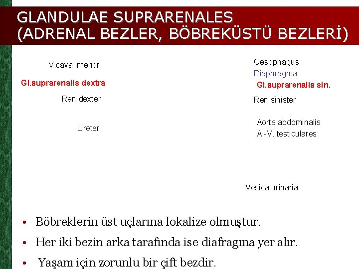 GLANDULAE SUPRARENALES (ADRENAL BEZLER, BÖBREKÜSTÜ BEZLERİ) V. cava inferior Gl. suprarenalis dextra Ren dexter