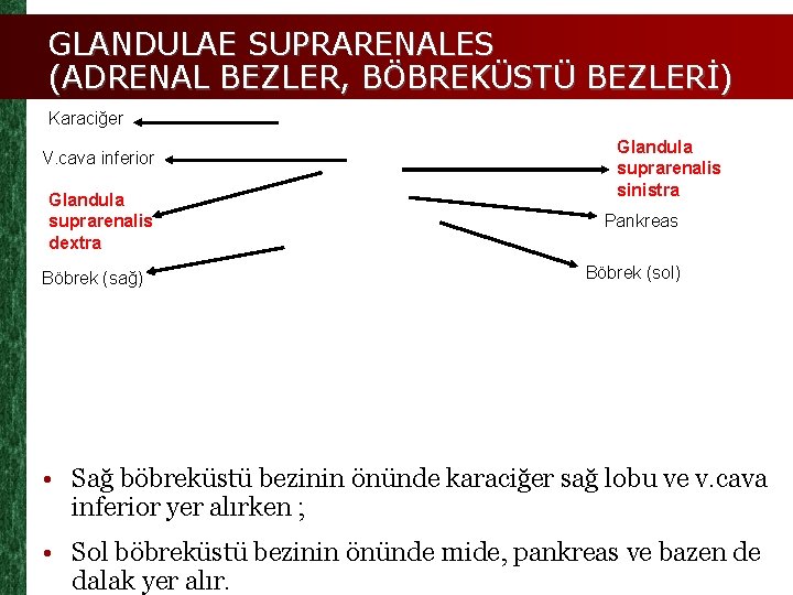 GLANDULAE SUPRARENALES (ADRENAL BEZLER, BÖBREKÜSTÜ BEZLERİ) Karaciğer V. cava inferior Glandula suprarenalis dextra Böbrek