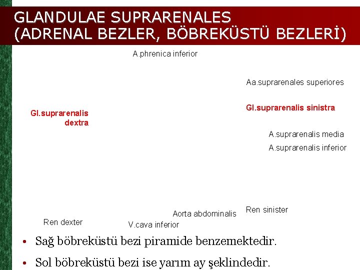 GLANDULAE SUPRARENALES (ADRENAL BEZLER, BÖBREKÜSTÜ BEZLERİ) A. phrenica inferior Aa. suprarenales superiores Gl. suprarenalis