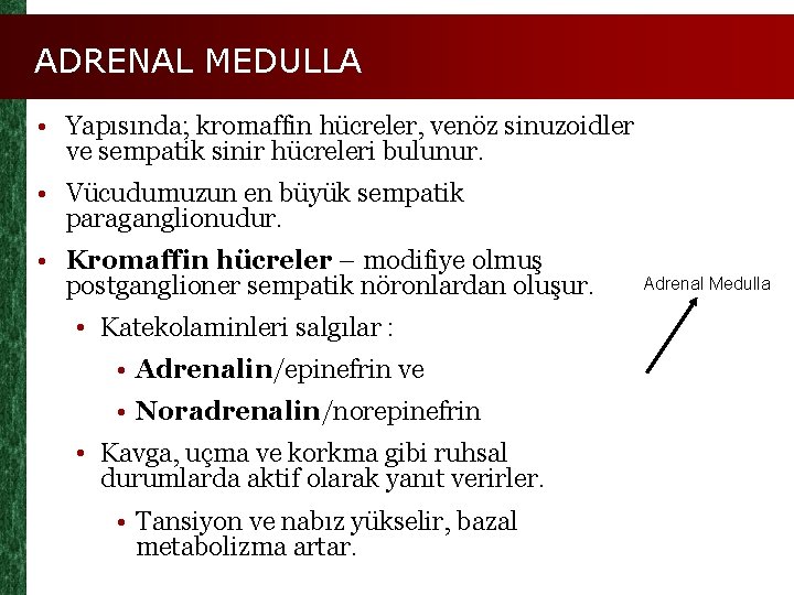 ADRENAL MEDULLA • Yapısında; kromaffin hücreler, venöz sinuzoidler ve sempatik sinir hücreleri bulunur. •