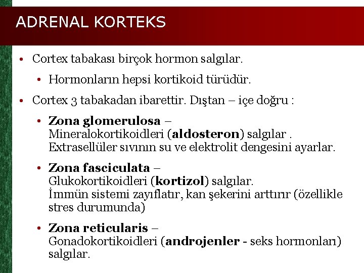 ADRENAL KORTEKS • Cortex tabakası birçok hormon salgılar. • Hormonların hepsi kortikoid türüdür. •