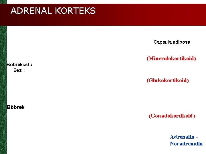 ADRENAL KORTEKS Capsula adiposa (Mineralokortikoid) Böbreküstü Bezi : (Glukokortikoid) Böbrek (Gonadokortikoid) Adrenalin Noradrenalin 