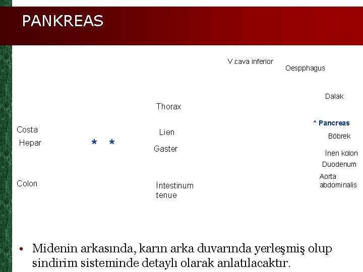 PANKREAS V. cava inferior Oespphagus Dalak Thorax * Pancreas Costa Hepar * * Lien