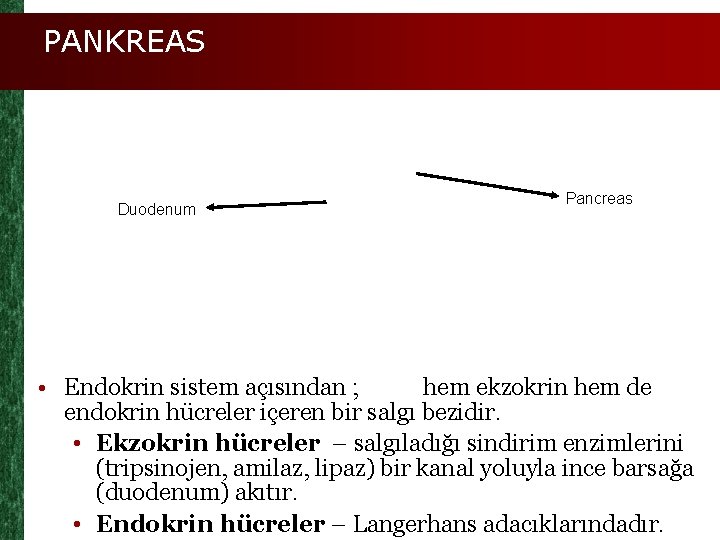 PANKREAS Duodenum Pancreas • Endokrin sistem açısından ; hem ekzokrin hem de endokrin hücreler