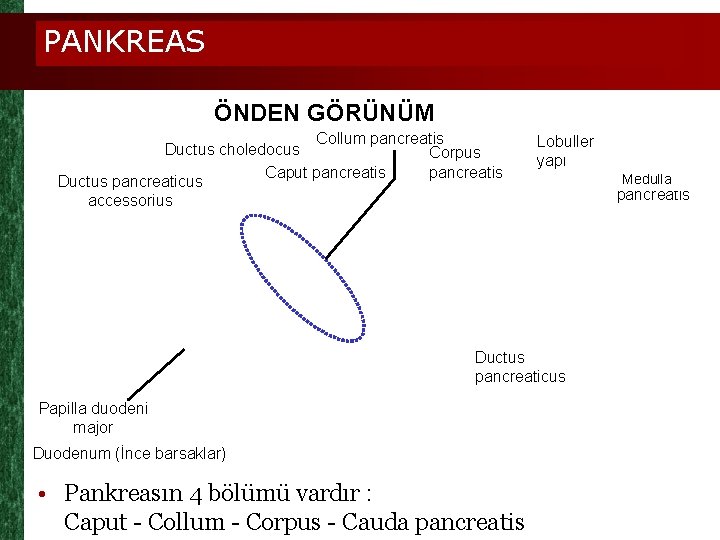 PANKREAS ÖNDEN GÖRÜNÜM Collum pancreatis Ductus choledocus Corpus pancreatis Caput pancreatis Ductus pancreaticus accessorius