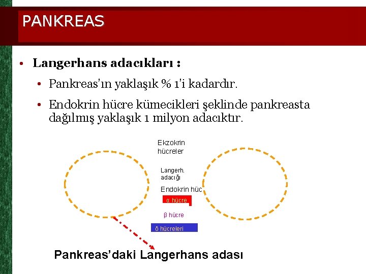 PANKREAS • Langerhans adacıkları : • Pankreas’ın yaklaşık % 1’i kadardır. • Endokrin hücre