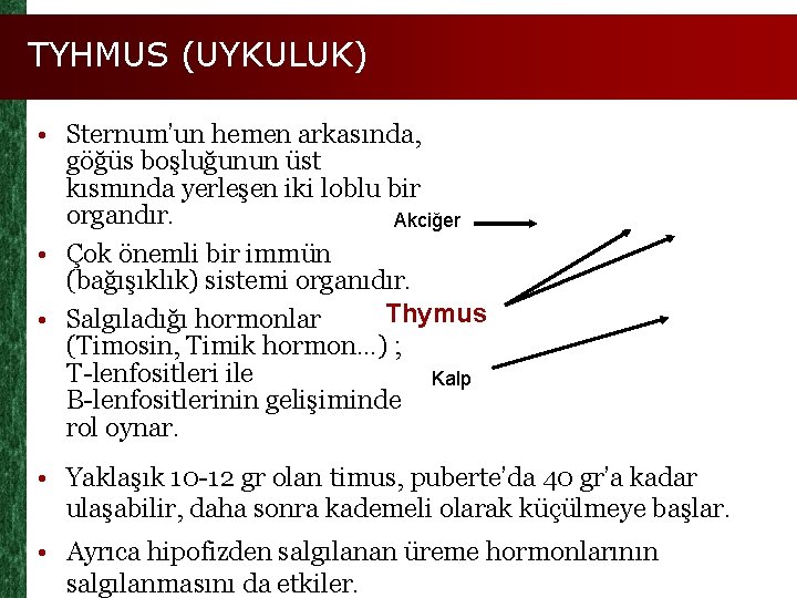 TYHMUS (UYKULUK) • Sternum’un hemen arkasında, göğüs boşluğunun üst kısmında yerleşen iki loblu bir