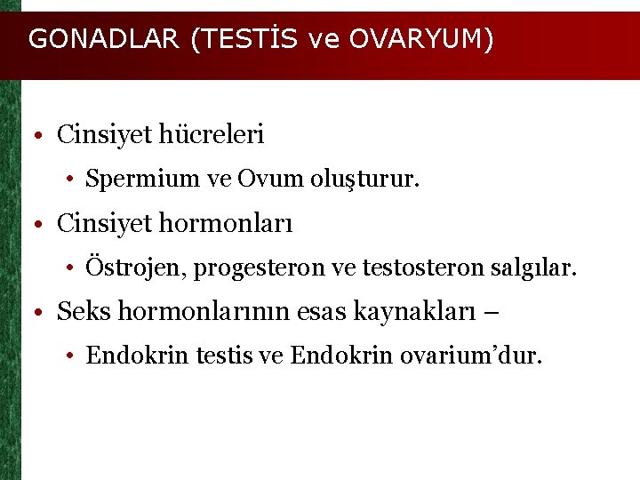 GONADLAR (TESTİS ve OVARYUM) • Cinsiyet hücreleri • Spermium ve Ovum oluşturur. • Cinsiyet