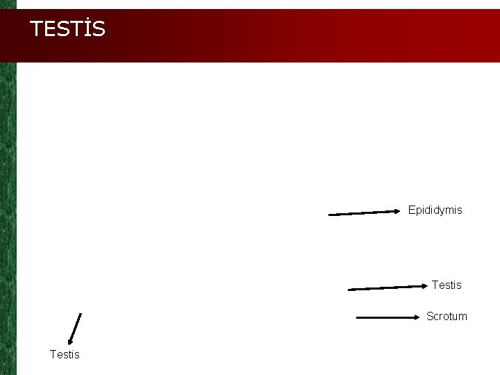 TESTİS Epididymis Testis Scrotum Testis 