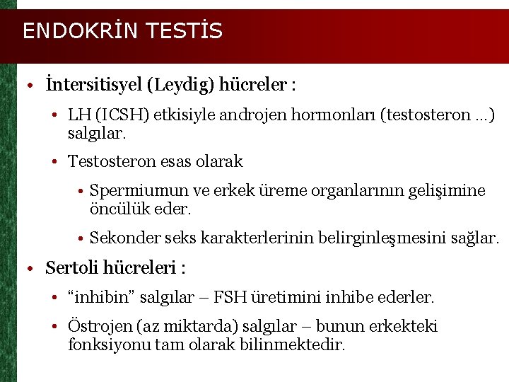 ENDOKRİN TESTİS • İntersitisyel (Leydig) hücreler : • LH (ICSH) etkisiyle androjen hormonları (testosteron.