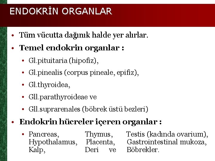 ENDOKRİN ORGANLAR • Tüm vücutta dağınık halde yer alırlar. • Temel endokrin organlar :