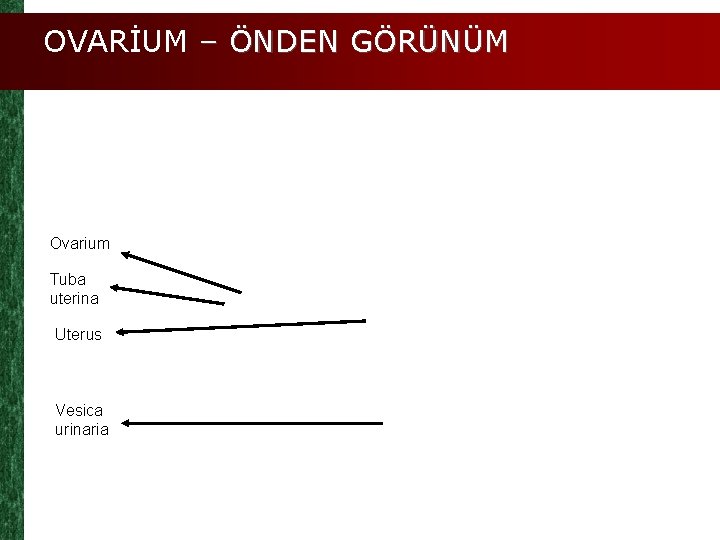 OVARİUM – ÖNDEN GÖRÜNÜM Ovarium Tuba uterina Uterus Vesica urinaria 