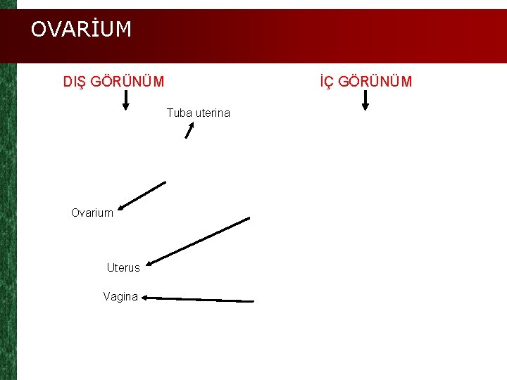 OVARİUM DIŞ GÖRÜNÜM İÇ GÖRÜNÜM Tuba uterina Ovarium Uterus Vagina 