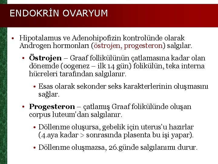 ENDOKRİN OVARYUM • Hipotalamus ve Adenohipofizin kontrolünde olarak Androgen hormonları (östrojen, progesteron) salgılar. •