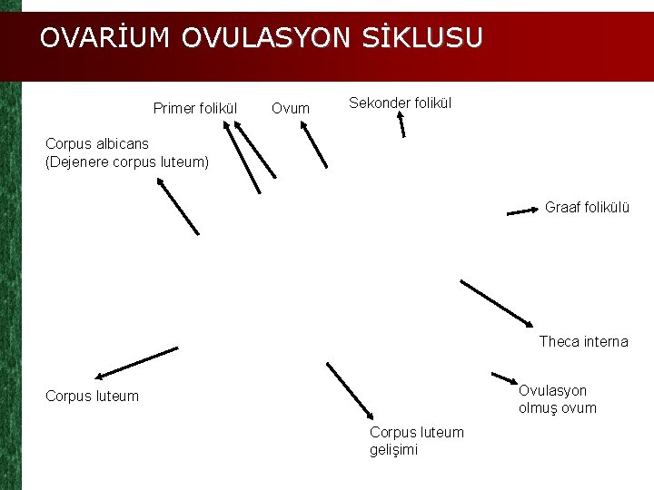 OVARİUM OVULASYON SİKLUSU Primer folikül Ovum Sekonder folikül Corpus albicans (Dejenere corpus luteum) Graaf